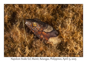 Napoleon Snake Eel