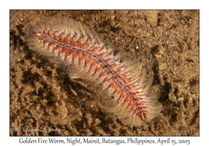 Golden Fire Worm