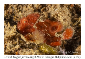 Lembeh Frogfish juvenile