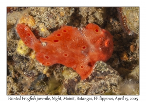 Painted Frogfish juvenile