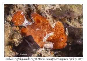 Lembeh Frogfish juvenile