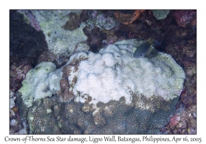 Crown-of-Thorns Sea Star damage to Faviid,