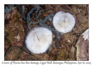 Crown-of-Thorns Sea Star damage to Fungia species