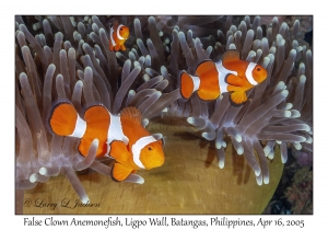 False Clown Anemonefish