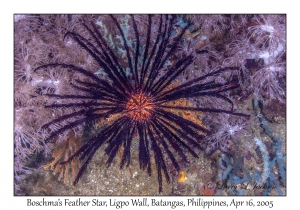 Boschma's Feather Star