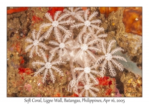 Soft Coral