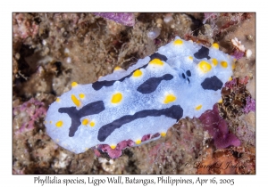 Undescribed Phyllidia