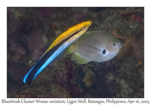 Bluestreak Cleaner Wrasse variation