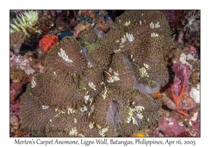 Mertens' Carpet Anemone