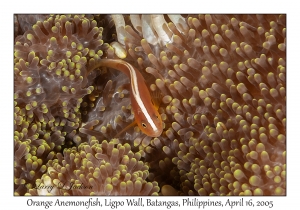 Orange Anemonefish