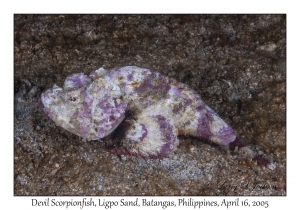 Devil Scorpionfish