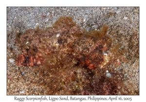 Raggy Scorpionfish