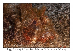 Raggy Scorpionfish