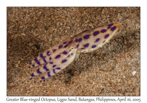 Greater Blue-ringed Octopus