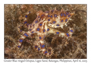 Greater Blue-ringed Octopus