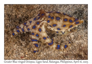 Greater Blue-ringed Octopus