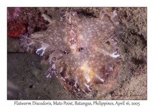 Flatworm Discodoris