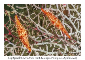 Rosy Spindle Cowries