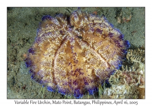 Variable Fire Urchin