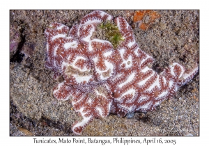 Tunicates