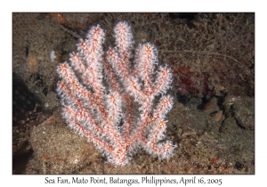 Sea Fan