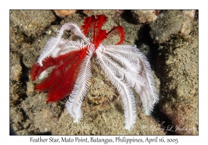 Feather Star