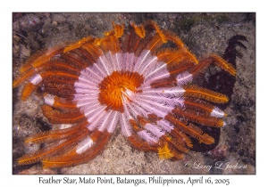 Feather Star