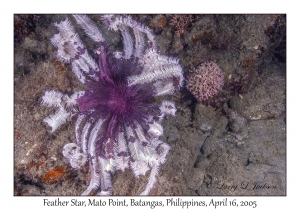 Feather Star