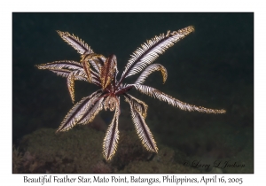 Beautiful Feather Star