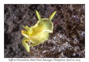 Saffron Diversidoris