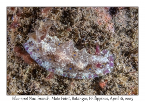 Blue-spot Nudibranch
