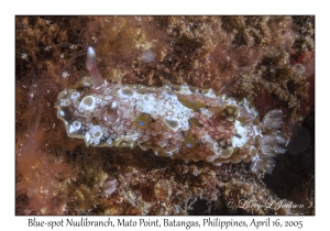 Blue-spot Nudibranch