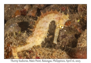 Thorny Seahorse