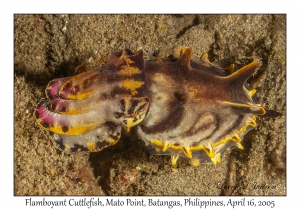 Flamboyant Cuttlefish