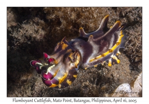 Flamboyant Cuttlefish