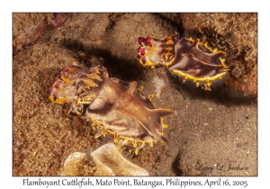 Flamboyant Cuttlefish