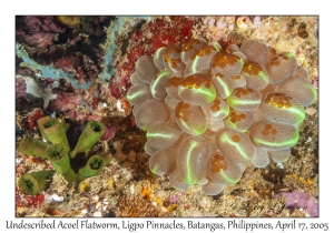 Undescribed Acoel Flatworms