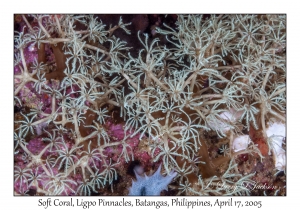 Soft Coral