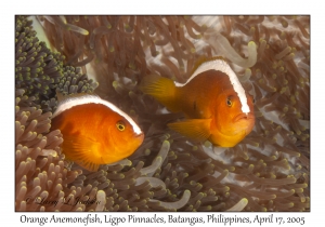 Orange Anemonefish