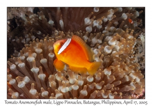 Tomato Anemonefish male