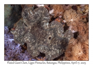 Fluted Giant Clam