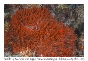 Bubble-tip Sea Anemone