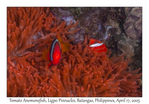 Tomato Anemonefish pair