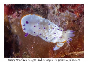 Bumpy Mexichromis