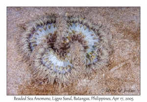 Beaded Sea Anemone