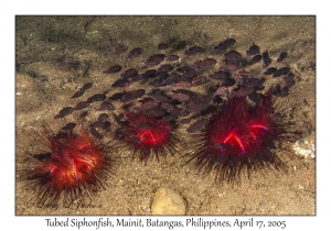 Tubed Siphonfish