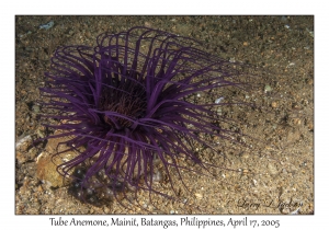 Tube Anemone