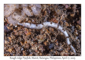 Rough-ridge Pipefish