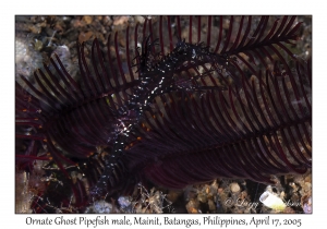 Ornate Ghost Pipefish male