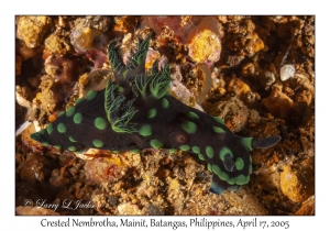 Crested Nembrotha